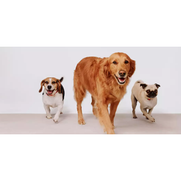 PetSmart Shopping Guide: How Much Will I Spend and Save to Raise My Cute Labrador Puppy