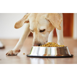 The Healthy Choice for Dogs: Top 6 Quality Dog Food Brands Recommended